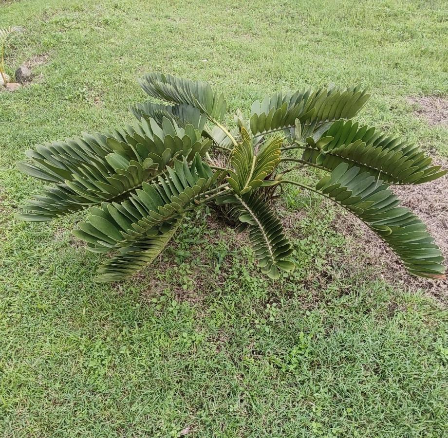 Bencastle Villa Gros-Islet Buitenkant foto