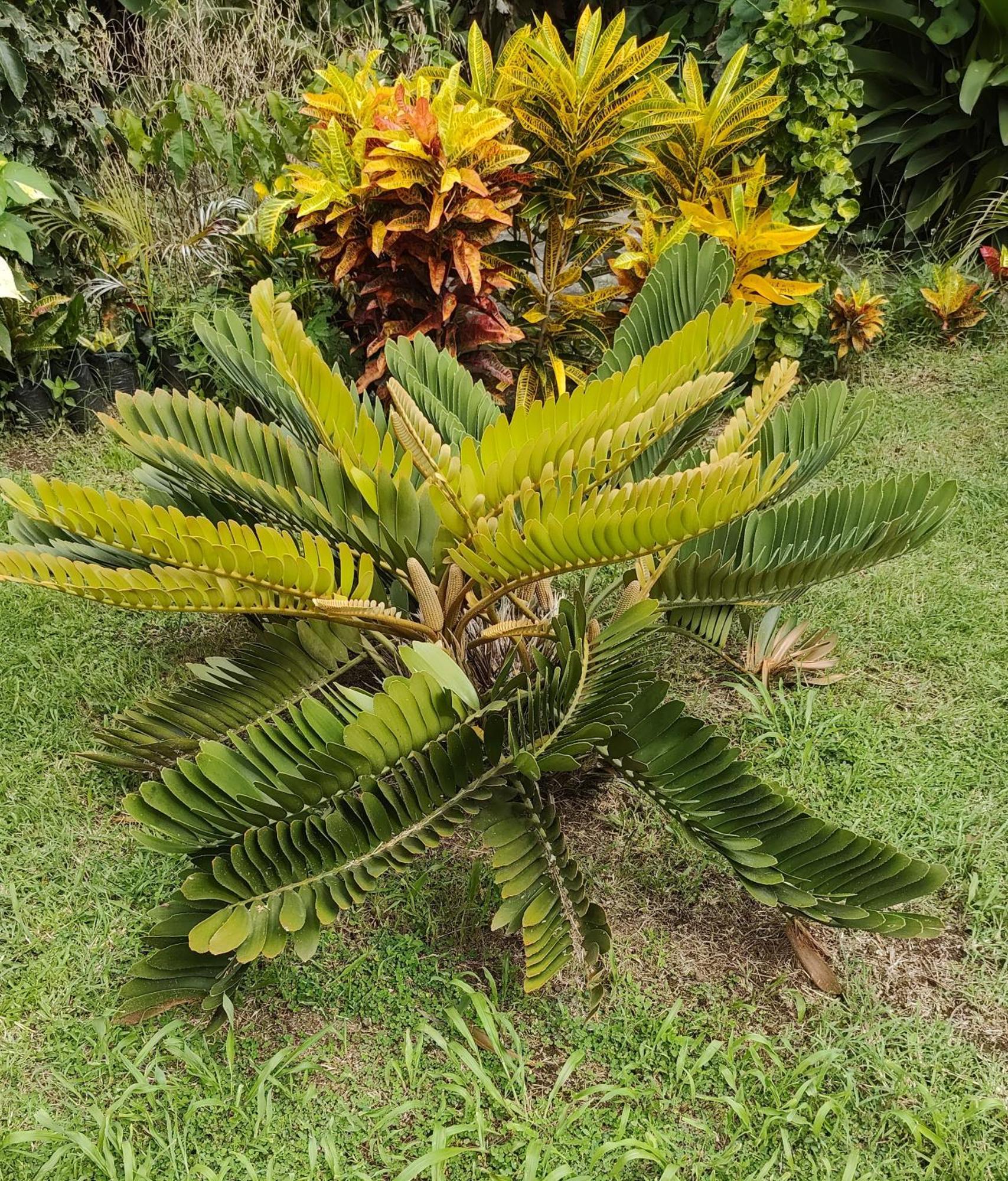 Bencastle Villa Gros-Islet Buitenkant foto