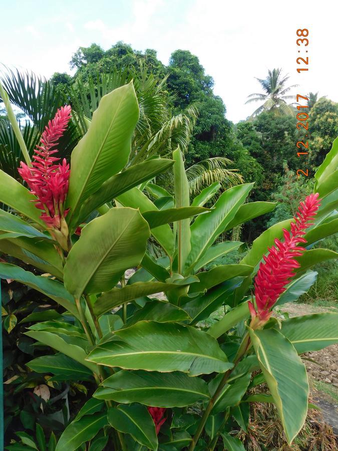 Bencastle Villa Gros-Islet Buitenkant foto